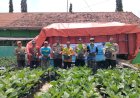 Gotong-Royong-Distribusikan-Bibit-Hortikultura-di-Desa-Lemujut