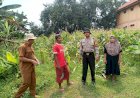 Sinergi-Polisi-dan-Warga,-Tanaman-Jagung-di-Lahan-P2B-Desa-Penambangan-Dukung-Program-Ketahanan-Pangan