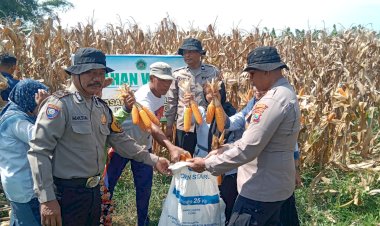Polsek-Balongbendo-Panen-Jagung-bersama-Ponpes-Mambaul-Ulum