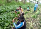 POLRESTA-SIDOARJO-|-Polisi-Bantu-Petani-Panen-Sawi,-Dukung-Ketahanan-Pangan-di-Desa-Lemujut-Krembung