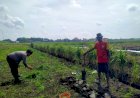 Kanit-Binmas-Polsek-Prambon-Tinjau-Lahan-P2B-di-Desa-Jatikalang
