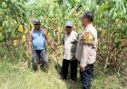 Dukung-Ketahanan-Pangan,-Panit-Binmas-Polsek-Balongbendo-Ajak-Petani-Desa-Seduri-Serius-Kelola-Tanaman-Jagung
