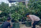 Bhabinkamtibmas-Gencarkan-Patroli-Sambang-Desa,-Dukung-Ketahanan-Pangan-di-Tanggulangin