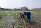 Polsek-Sidoarjo-Kota-Intensif-Dampingi-Petani-Jagung,-Sukseskan-Swasembada-Pangan-Nasional