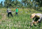 Polres-Lumajang-Terjunkan-Personel-Penggerak-Ketahanan-Pangan-Dampingi-Warga-Tani