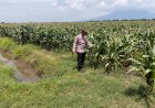Wujudkan-Swasembada-Pangan,-Program-