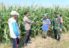 Polisi,-TNI-dan-Petani-Bersinergi-Pantau-Pertumbuhan-Jagung-di-Desa-Pesawahan-Porong