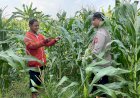 Sinergi-Patroli-Kamtibmas-Polsek-Tarik,-Kawal-Ketahanan-Pangan-Jagung-di-Sidoarjo