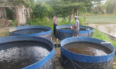 Warga-Desa-Pertapan-Maduretno-Manfaatkan-Lahan-Kosong-untuk-Budidaya-Ikan-Lele