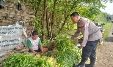 Dukung-Ketahanan-Pangan,-Polisi-Bantu-Petani-Kangkung-di-Desa-Jiken-Siapkan-Distribusi-ke-Pasar