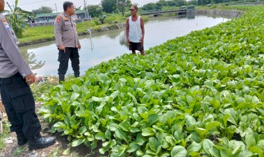 Bhabinkamtibmas-Tinjau-Pengelolaan-Tanaman-Sawi-di-Desa-Pilang,-Dorong-Ketahanan-Pangan-Warga