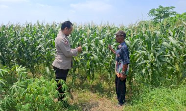 Jalankan-Program-Ketahanan-Pangan,-Petani-Gampingrowo-Tanam-Jagung