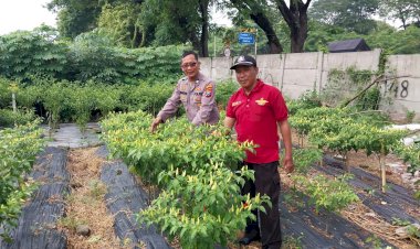 Bhabinkamtibmas-Sidokare-Bersama-Warga-Lakukan-Perawatan-Tanaman-Cabai-Warga-Dukung-Ketahanan-Pangan