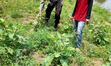 Bhabinkamtibmas-Dukuh-Sari-Pantau-Perkembangan-Tanaman-Sayuran-untuk-Dukung-Ketahanan-Pangan