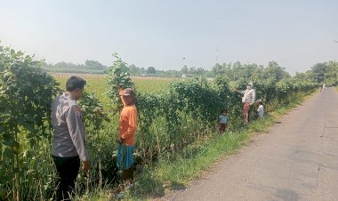 Polsek-Krembung-Dukung-Ketahanan-Pangan-Polresta-Sidoarjo-Lewat-Panen-Kacang-Panjang-di-Kedungrawan