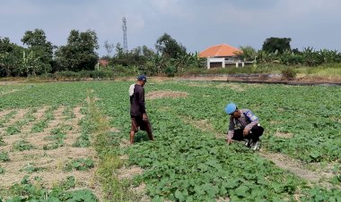 Bhabinkamtibmas-Cek-Ketahanan-Pangan-Polresta-Sidoarjo,-Dorong-Produktifitas-Hasil-Mentimun-di-Pekarangan-Warga-Kesambi