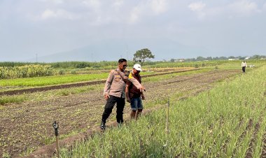 Polsek-Krembung-Optimalkan-Ketahanan-Pangan-Lewat-Pendampingan-Budidaya-Bawang