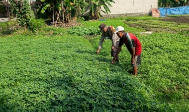 Polsek-Wonoayu-Polresta-Sidoarjo-Tinjau-Progres-Pekarangan-Bergizi-untuk-Dukung-Ketahanan-Pangan