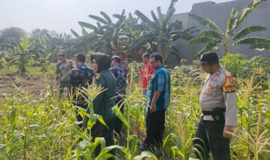 Polsek-Sedati-Pantau-Lahan-P2B,-Optimalkan-Penanaman-Jagung-untuk-Ketahanan-Pangan