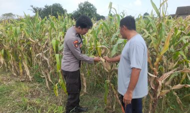 Polsek-Prambon-Intensif-Pantau-Jagung-Dukung-Ketahanan-Pangan-Nasional