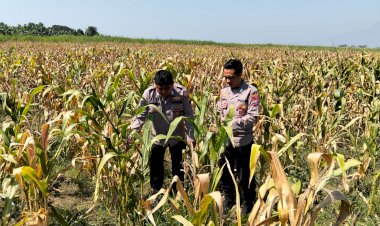 Polresta-Sidoarjo-Dampingi-Petani-Prambon-persiapan-Panen-Jagung-Dukung-Swasembada-Pangan